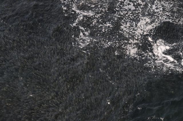 1462138007-47013f
