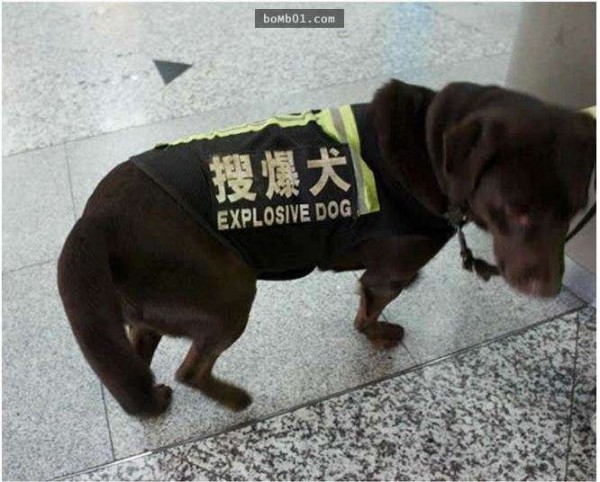 1497611599-bdcd11